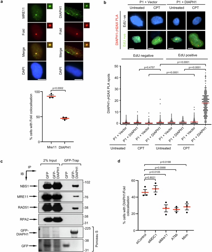Fig. 5: DIAPH1 is recruited to DSBs.