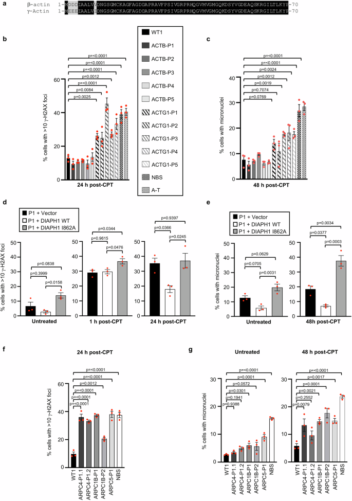 Fig. 6: Mutations in ACTG1 and components of the Arp2/3 complex but not ACTB are associated with a DNA DSB repair defect.