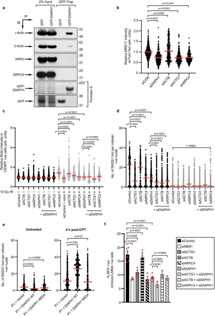 Fig. 7: DIAPH1, γ-actin and the Arp2/3 complex function to promote MRE11-dependent localisation to DSBs and DNA end-resection.