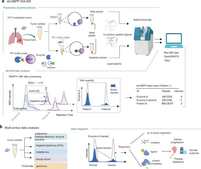 Fig. 1: Overview of the dd-ABPP-SWATH/DIA-MS workflow.