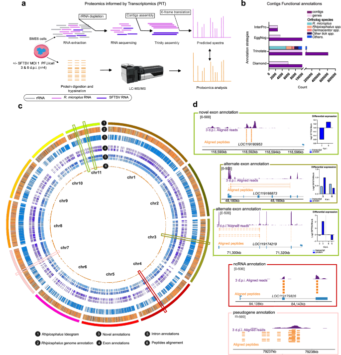 Fig. 1: Proteomics informed by transcriptomics (PIT) methodology for R. microplus BME6 cells infected with SFTSV.