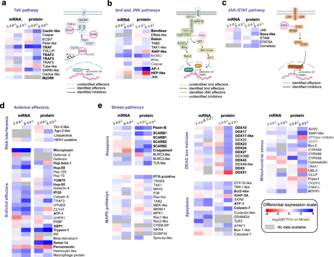 Fig. 3: SFTSV differentially regulates core immune and stress pathways in infected R. microplus BME6 cells.