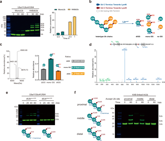Fig. 1: Ufd4 prefers to synthesize K29/K48-branched ubiquitin chains on K48-linked ubiquitin chains.