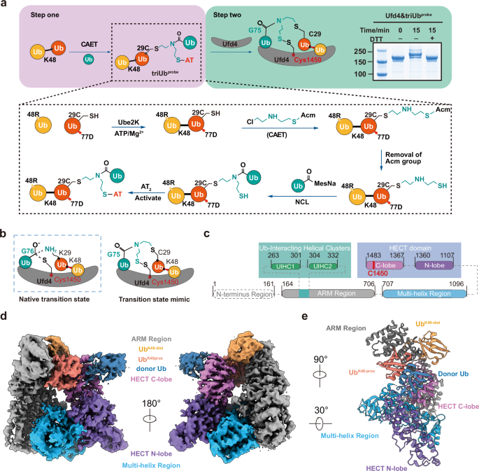 Fig. 2: Overall structure of Ufd4 in complex with triUbK29/K48.
