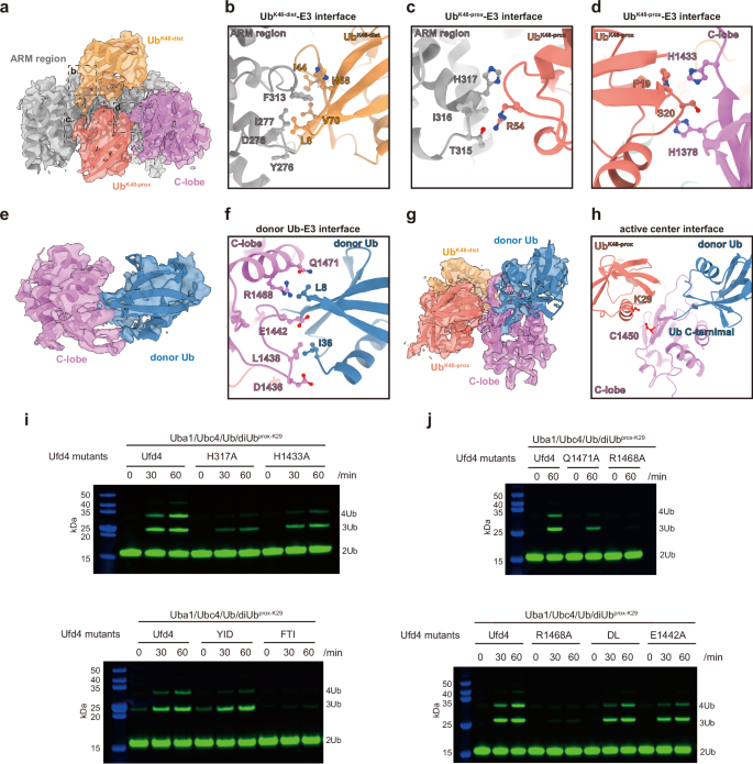 Fig. 3: Analysis of the interactions between Ufd4 and triUbK29/K48.