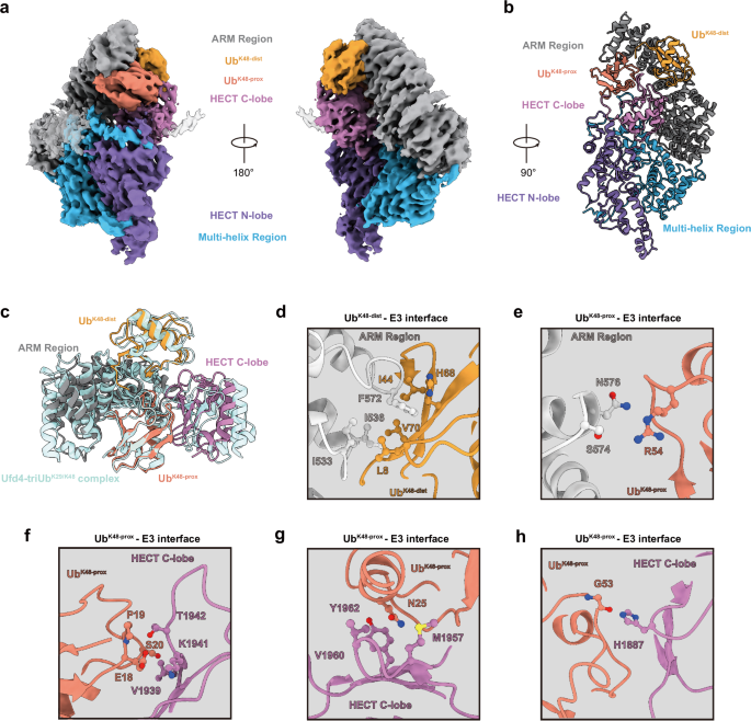 Fig. 4: Analysis of the interactions between TRIP12 and triUbK29/K48.