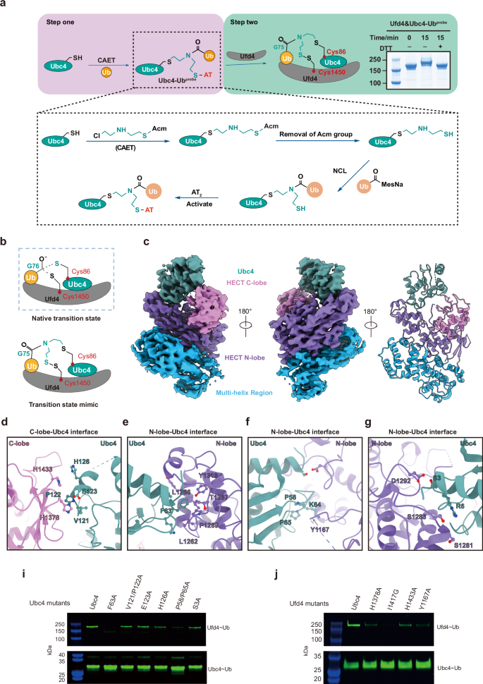 Fig. 5: The structure of Ufd4 in complex with Ubc4-Ub.