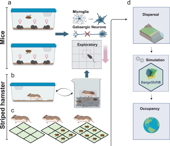 Fig. 1: Schematic diagrams of the experiment design in this study, created in BioRender.