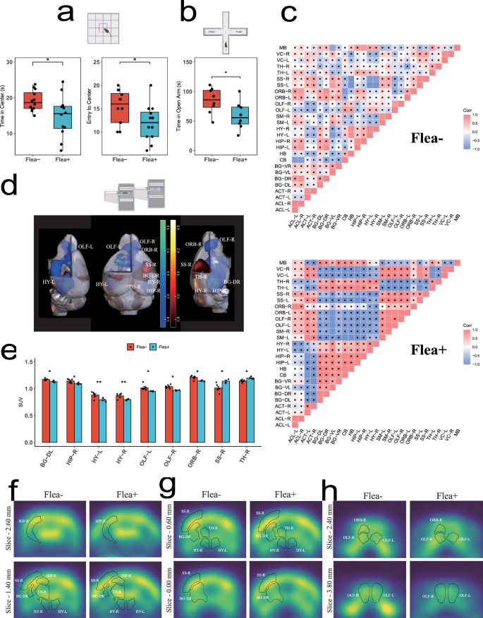 Fig. 2: Flea bites reduce mice’s exploratory behavior and alter brain metabolic patterns.