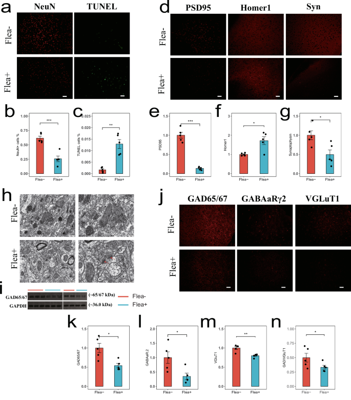 Fig. 4: Flea bites cause neuronal damage in the PFC and a reduction in GABAergic neurons.