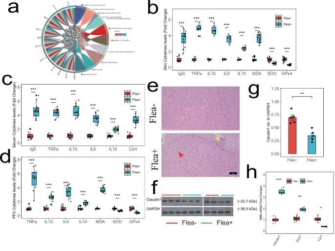 Fig. 5: Flea bites affect neural function through the skin-brain axis.