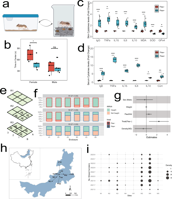 Fig. 6: Striped hamsters exposed to flea bites exhibited reduced exploratory behavior in both indoor infection and outdoor enclosure experiments.