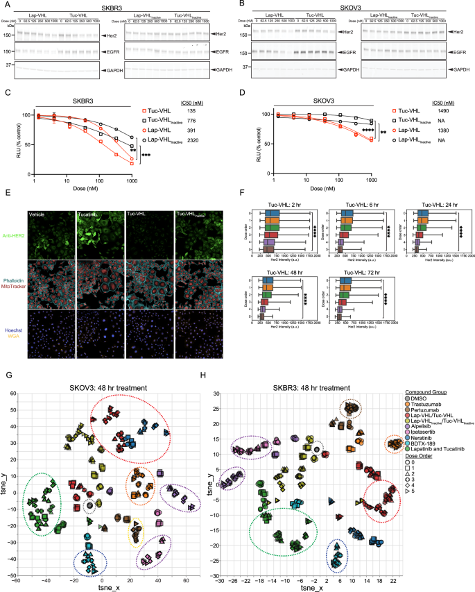 Fig. 1: Characterization and cell morphological profiling of RTK BiDACs.