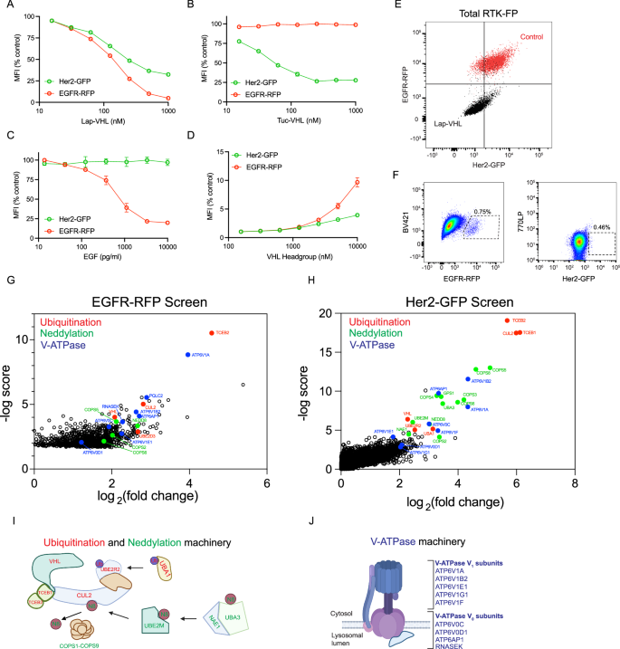 Fig. 3: Sort based CRISPR screens identify regulators of BiDAC-induced RTK degradation.
