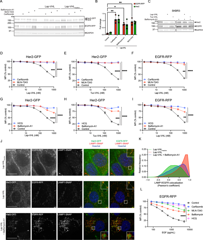 Fig. 4: BiDACs induce degradation of RTK-FPs by lysosomes.