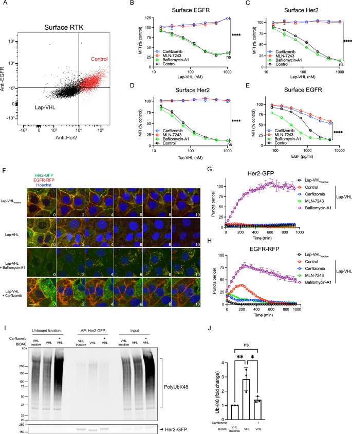 Fig. 5: Inhibition of the proteasome blocks BiDAC-induced RTK internalization.
