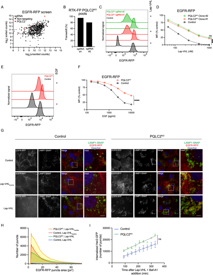 Fig. 6: Deletion of PQLC2 inhibits lysosomal degradation of EGFR-RFP.