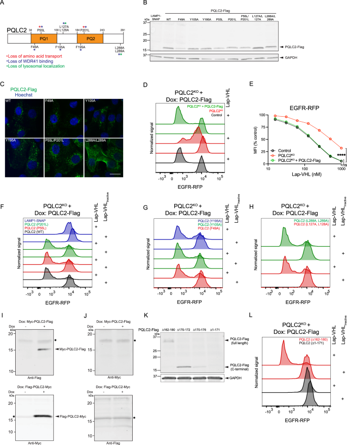 Fig. 7: Reintroduction of PQLC2 mutants rescues EGFR-RFP degradation.