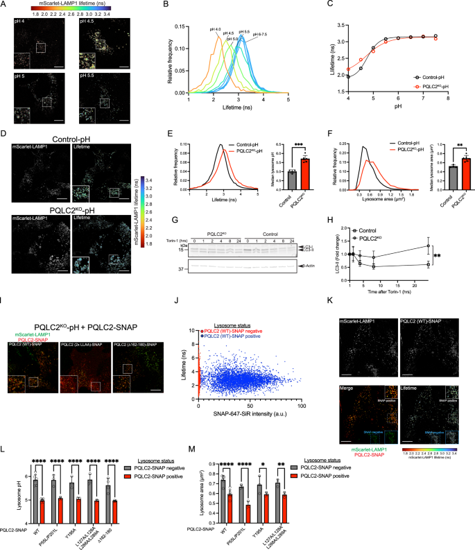 Fig. 8: PQLC2 regulates lysosomal pH and size.