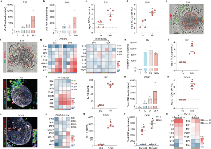 Fig. 2: MaugOs recapitulate enteric viral infections and virus-host interactions.