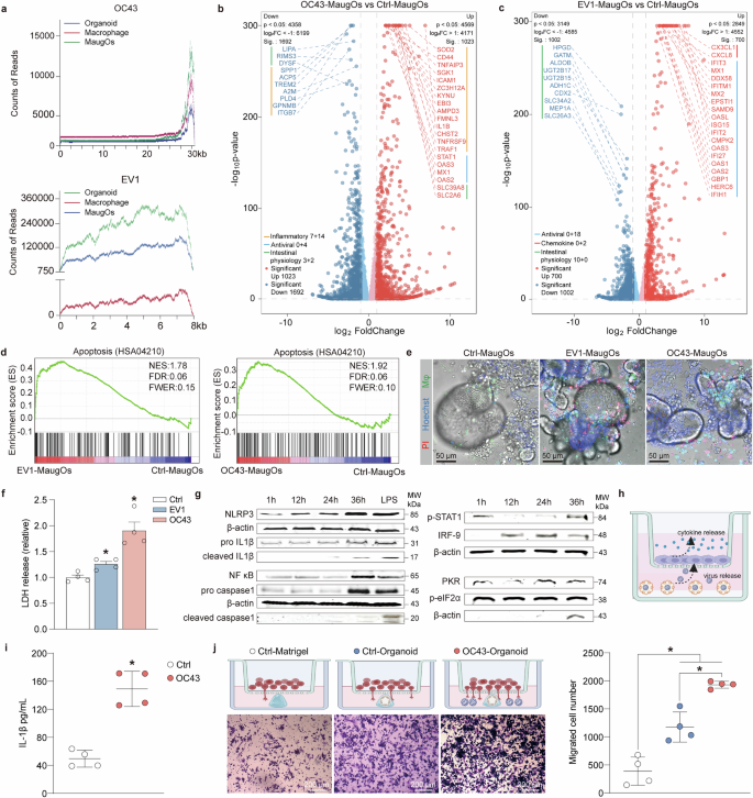 Fig. 3: Characterizing the complex virus-host interactions in MaugOs.