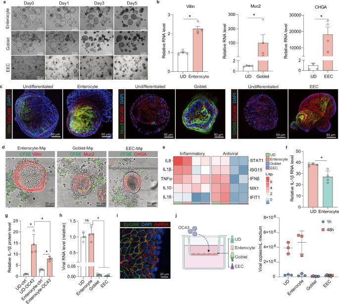 Fig. 4: Establishment of MaugOs using differentiated intestinal organoids.
