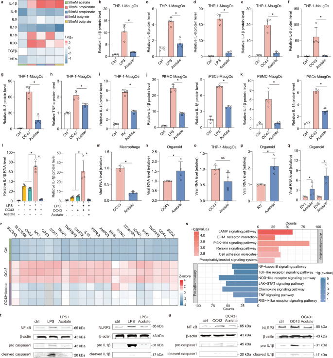 Fig. 5: Characterizing the function of acetate on enteric viral infection and inflammatory response in MaugOs.