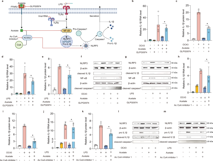 Fig. 6: Dissecting the anti-inflammatory effects of acetate in enteric infections: mechanism-of-action.