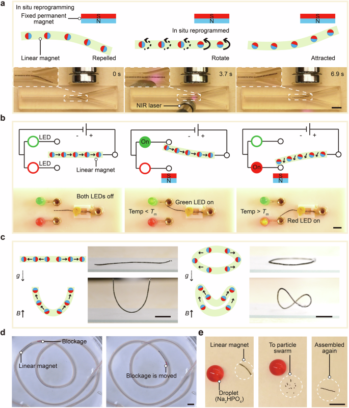 Fig. 4: Versatile flexible robotics based on programmable linear magnets.