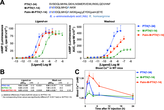 Fig. 3: Characterization of Palm-M-PTH(1-14) in vitro and in vivo.