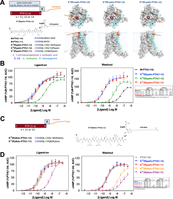 Fig. 4: Design and characterization in vitro of N-terminal PTH fragment analogs with side chain lipid appendages.