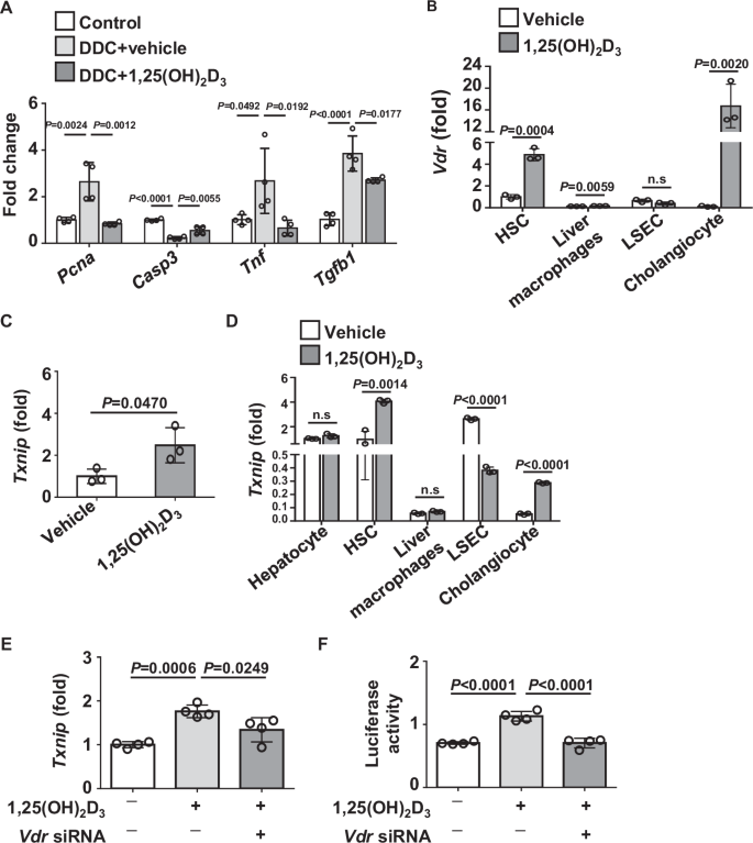 Fig. 3: 1,25(OH)2D3 increases TXNIP expression in ductular cells.