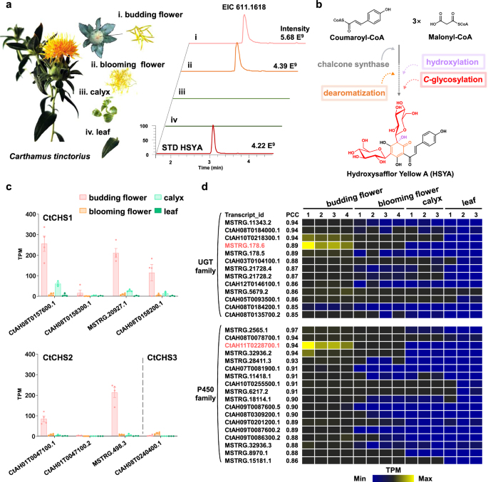 Fig. 1: Bioinformatic analysis of candidate genes involved in the biosynthesis of HSYA.