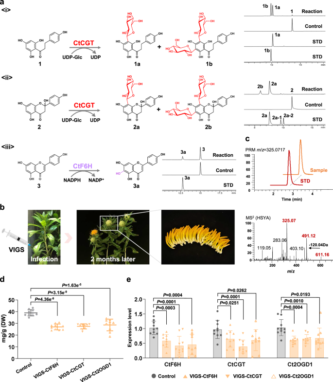 Fig. 2: Functional characterization of CtCGT and CtF6H.