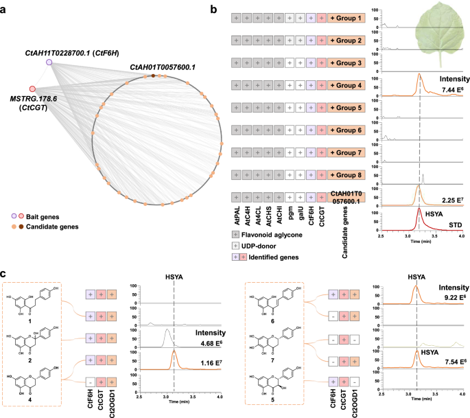Fig. 3: De novo biosynthesis of HSYA in Nicotiana benthamiana.