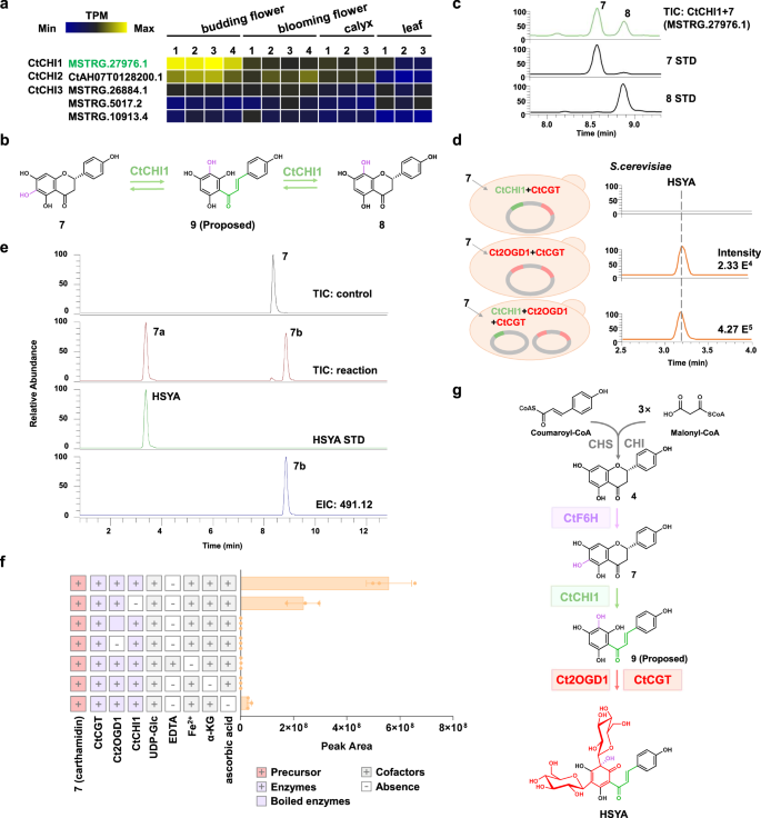 Fig. 4: Biosynthesis of HSYA in vitro.