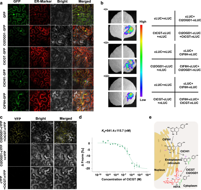 Fig. 5: Subcellular location and interaction of HSYA biosynthetic enzymes.