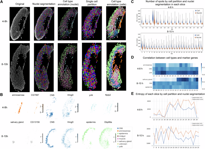 Fig. 2: Single-cell partition on Drosophlia embryos by STP.