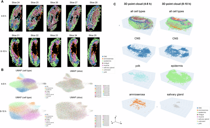 Fig. 3: Continuous spatial distribution of individual cell types in 2D and 3D level.