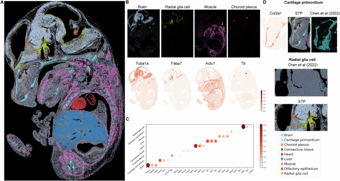 Fig. 4: Single-cell partition on mouse embryo by STP.