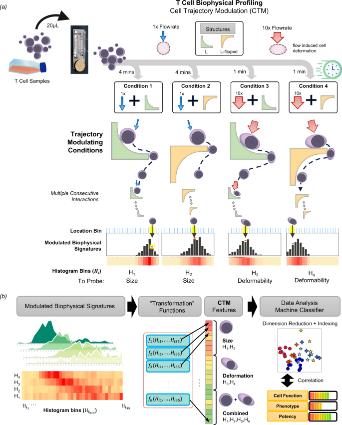 Fig. 1: CTM assay for label-free cellular biophysical profiling.