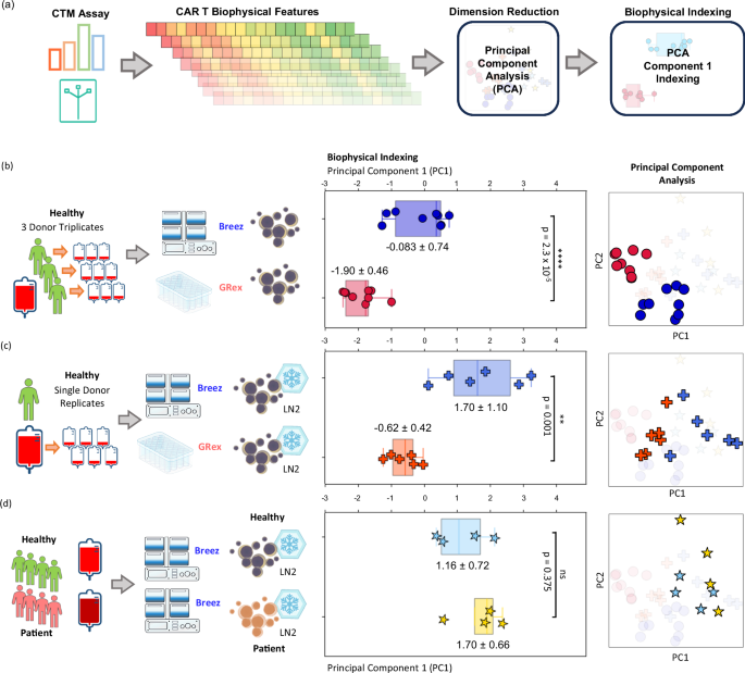 Fig. 7: Aggregated CTM linear indexing shows distinct biophysical differences between CAR T cells manufactured using Breez and G-Rex.