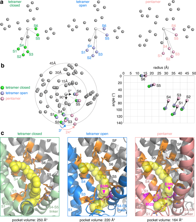 Fig. 3: Rotation of the VSLD in the open tetramer and pentamer structures constricts the vanilloid binding pocket.