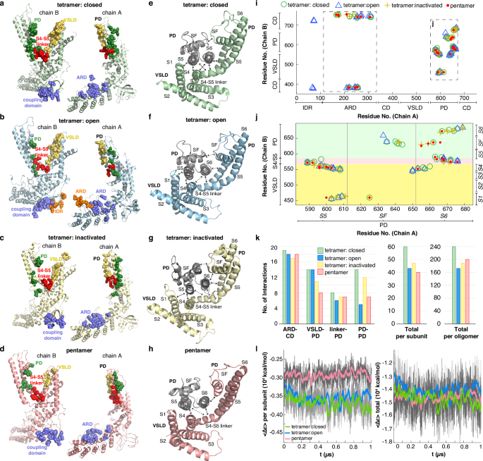 Fig. 4: State-dependent inter-subunit interface interactions.