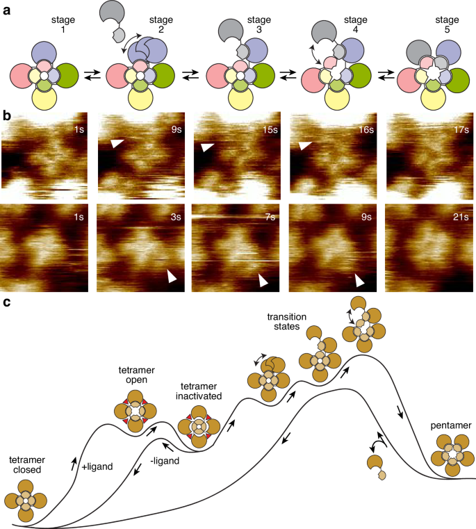 Fig. 6: Proposed mechanism for pentamer formation.