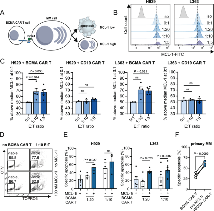 Fig. 1: MCL-1 expression limits MM cell killing by anti-BCMA CAR T cells.