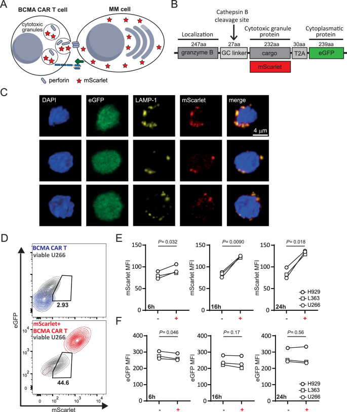 Fig. 3: anti-BCMA CAR T cells can be equipped with fluorescent cargo that is transferred to MM cells upon cell-cell interaction.