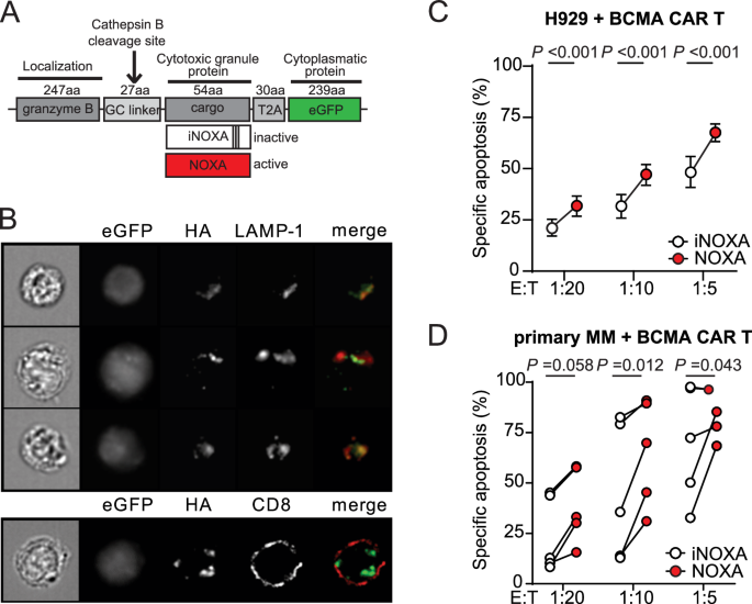 Fig. 4: Anti-BCMA CAR T cells armed with NOXA show improved killing of MM cells.