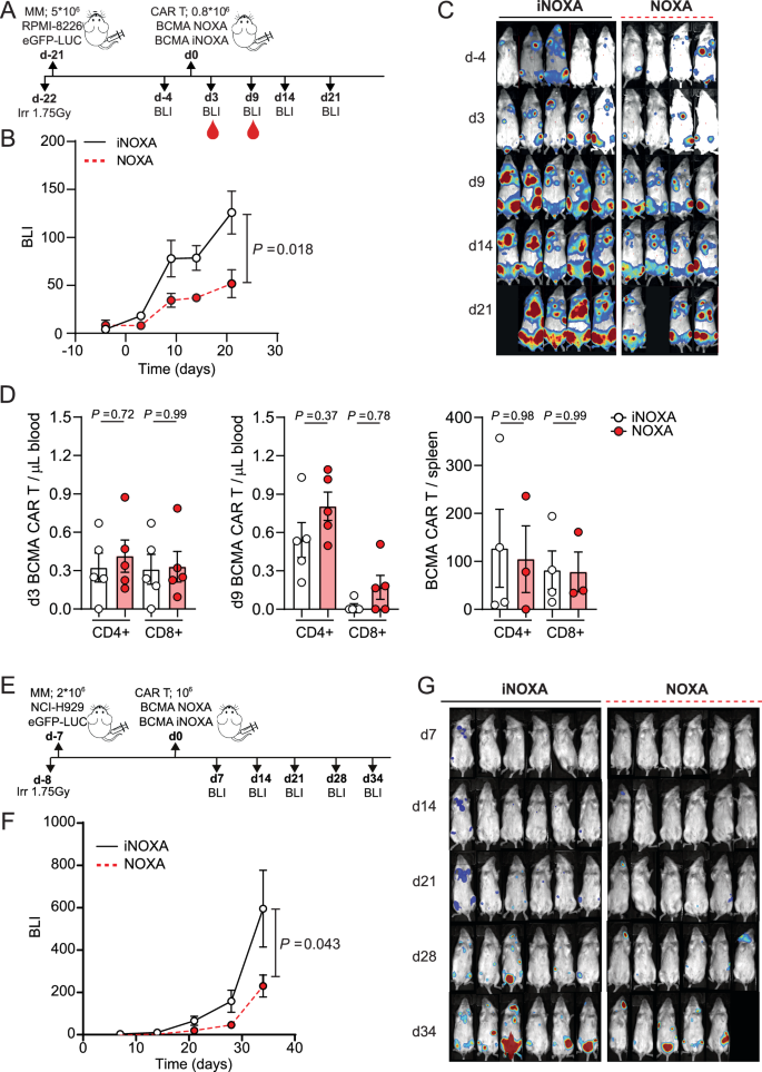 Fig. 5: NOXA-BCMA CAR T cells show improved killing of MM cells in vivo.