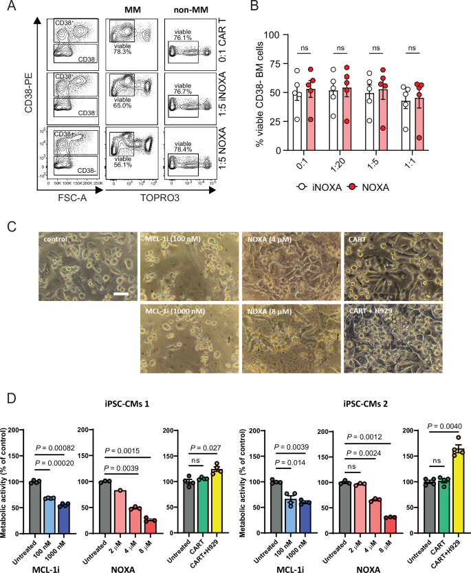 Fig. 6: NOXA cargo does not impair viability of transduced anti-BCMA CAR T cells and does not show off-target toxicity.